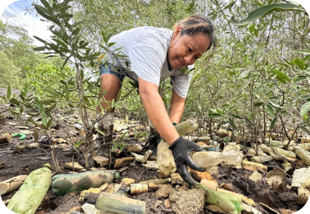 Person cleaning up plastic bottles and trash in a mangrove forest area